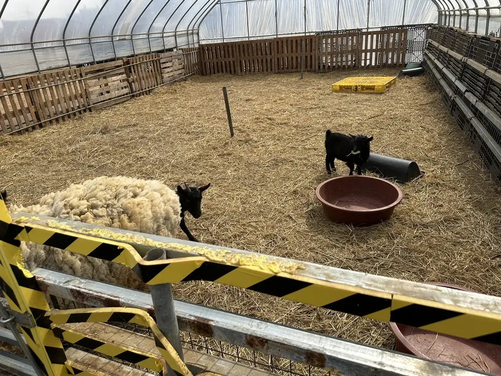 Farm Farm Playgroundいちご農園で羊とヤギに餌をあげる体験