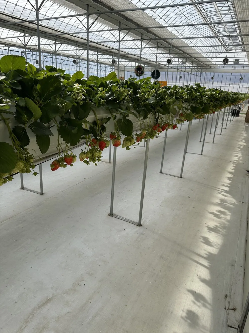 龍仁Farm Farm Playgroundいちご農園のいちご収穫用ビニールハウス