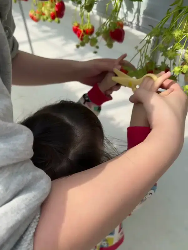母親と一緒にいちごを収穫している子ども